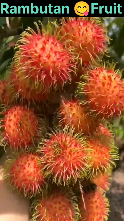 Rambutan Fruit 😱 #shorts #fruit #shortsfeed