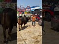 Mashallah cow leli😍❤️ #ytshorts #cow #petlover #funny #animals #petvlog #doggiecorgi #bull #cow