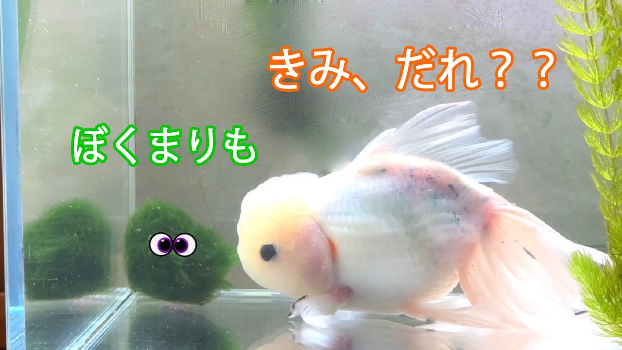 金魚とまりもが出会うと起こること。