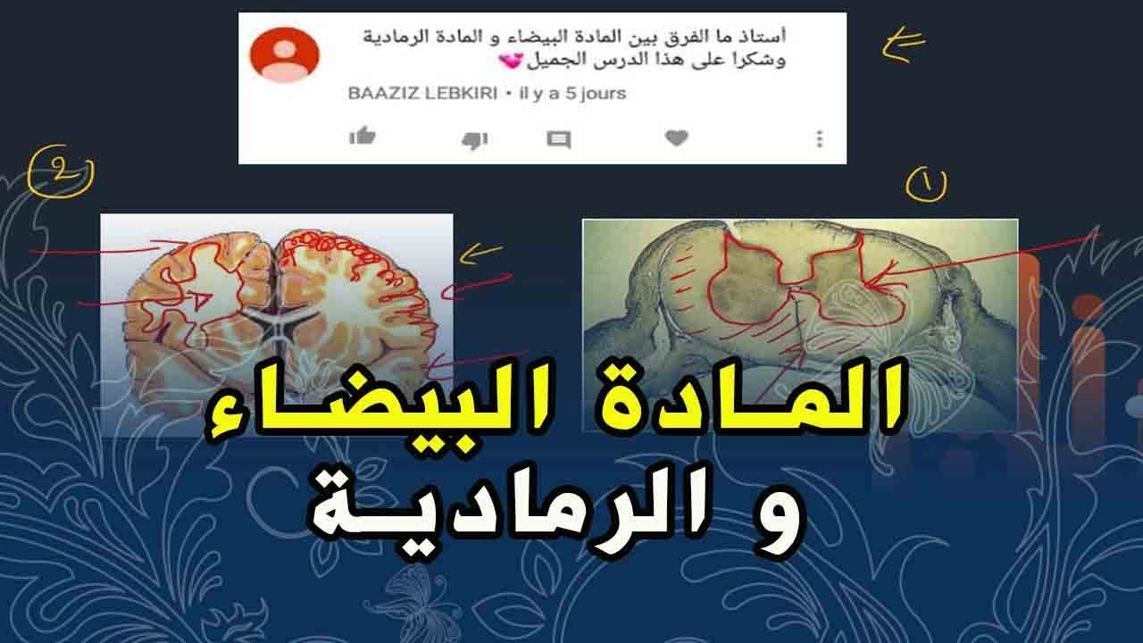 علوم طبيعية السنة الرابعة متوسط الفرق بين المادة الرمادية و المادة البيضاء