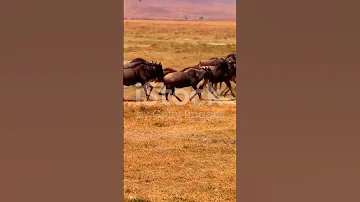 The Black Wildebeest Wildlife Animals Wildafrica Antelope 