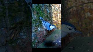 White Breasted Nuthatch Scores Some Maggots
