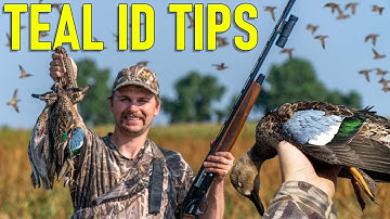 Early Teal Season Identification Tips | How to ID Teal Early Season