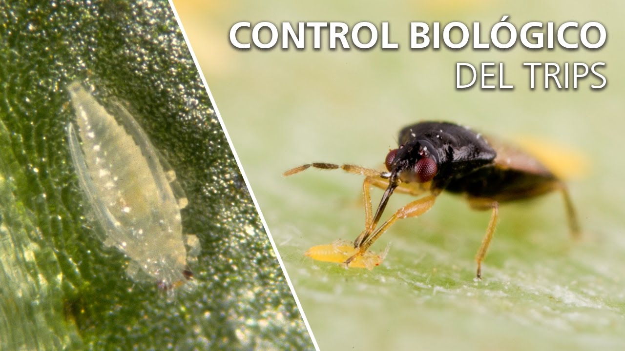 control de piojo harinoso en citricos