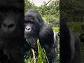 Close Encounter With a Mountain Gorilla From Uganda