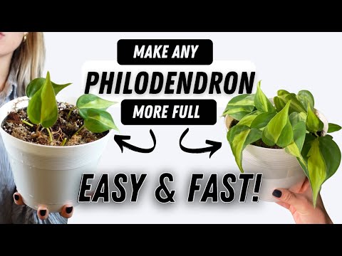 Videó: A filodendron növények szaporítása