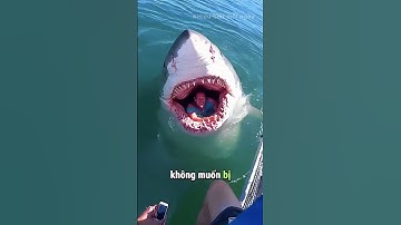 Gặp Cá Mập Khi Bơi? Làm Ngay Điều Này Để Sống Sót!