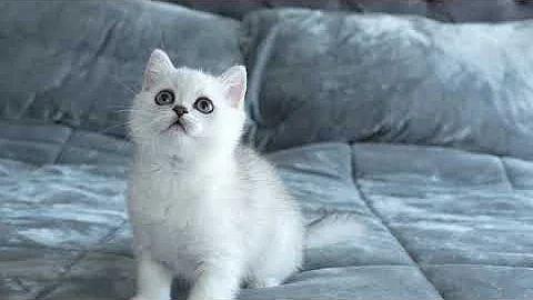 Video 11054351: british shorthair kittens, british shorthair boy