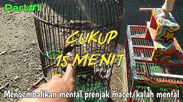 Proses mengembalikan mental prenjak macet||cukup 15menit#saveprenjakmerah