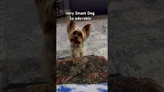 So Adorable #smart  #dog #doglovers  #foryou #shortvideo  #fypシ゚viral