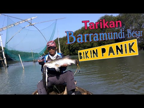 Mancing kakap putih di muara, umpan udang hidup serangan ...
