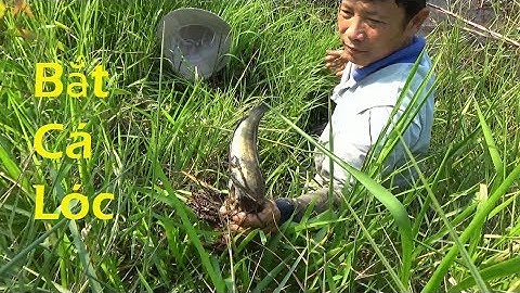 Bắt cá lóc cá rô khủng nhìn thấy mà ham | Catch fish in vietnam