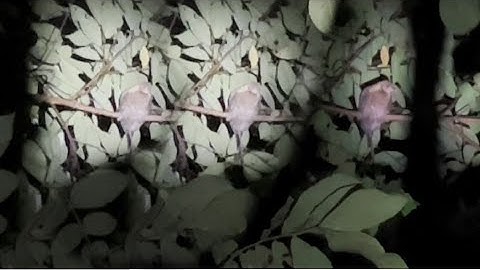 Hunting  Kab tua Qaib qus pw chaw lom zem