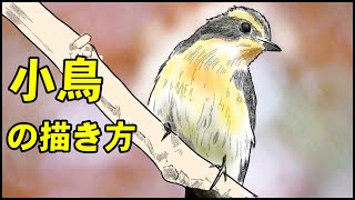 【絵の描き方】小鳥の絵の書き方-初心者でも簡単なイラストのコツ