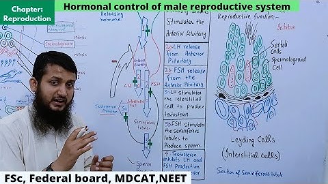 Hormonal control of male reproductive system  || Hormonal control of spermatogenesis class 12