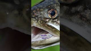 The Great Bear Lake .