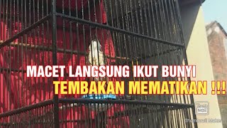 Masteran Cendet tembakan mematikan !! Pancingan Cendet Macet Bunyi