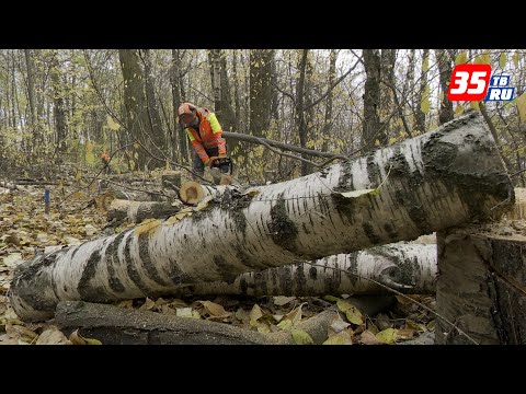 На будущей Октябрьской набережной в Череповце обещают сохранить максимум деревьев