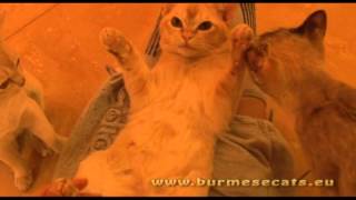 BURMAssage screenshot 4