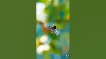 Macro photography tricks #macrophotography #mobilephotography hacks simple #macrolens #tutorials