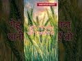 ग ह क TOP व र यट 40 क व टल उत प दन क ग र ट Gehu Ki Top Variety In 2025 Wheat Variety ग ह क TOP व र यट 40 क व टल उत प दन क ग र ट Gehu Ki Top Variety In 2025 Wheat Variety