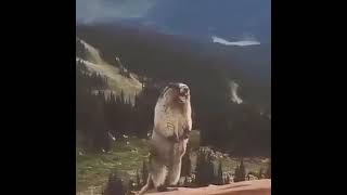 Download Lagu #meme BERUANG TERIAK AAAA funny scene exe MP3 Download Lagu #meme BERUANG TERIAK AAAA funny scene exe MP3