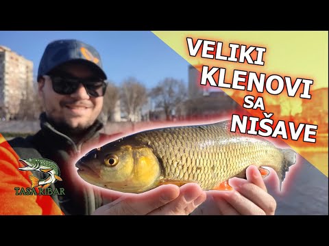 Pecanje na Nišavi