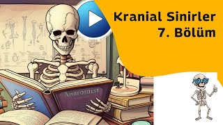 Kranial sinirler (Nervus facialis) - Bölüm 7 [Teorik]