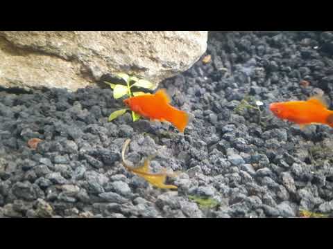 My new platy