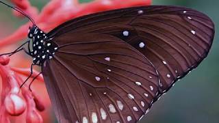 MASSIVE ATTACK – BUTTERFLY CAUGHT ( LYRICS )