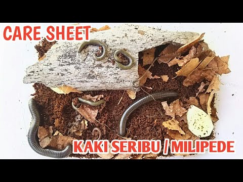 CARA MEMELIHARA DAN SET UP KANDANG KAKI SERIBU MILIPEDE ｜HOW TO KEEP A MILIPEDE