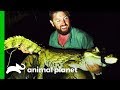 Forrest Gets Proof That The Rio Apaporis Caiman Is NOT Extinct! | Extinct Or Alive?