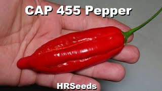 ⟹ CAP 455 Pepper | Capsicum baccatum var. pendulum | Pod Review