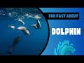 Dolphin Fun Facts: 05 Amazing Things You Never Knew