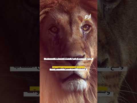 أراد زيارة لبوة كان يربيها شاب يتعرض لهجوم وحشي