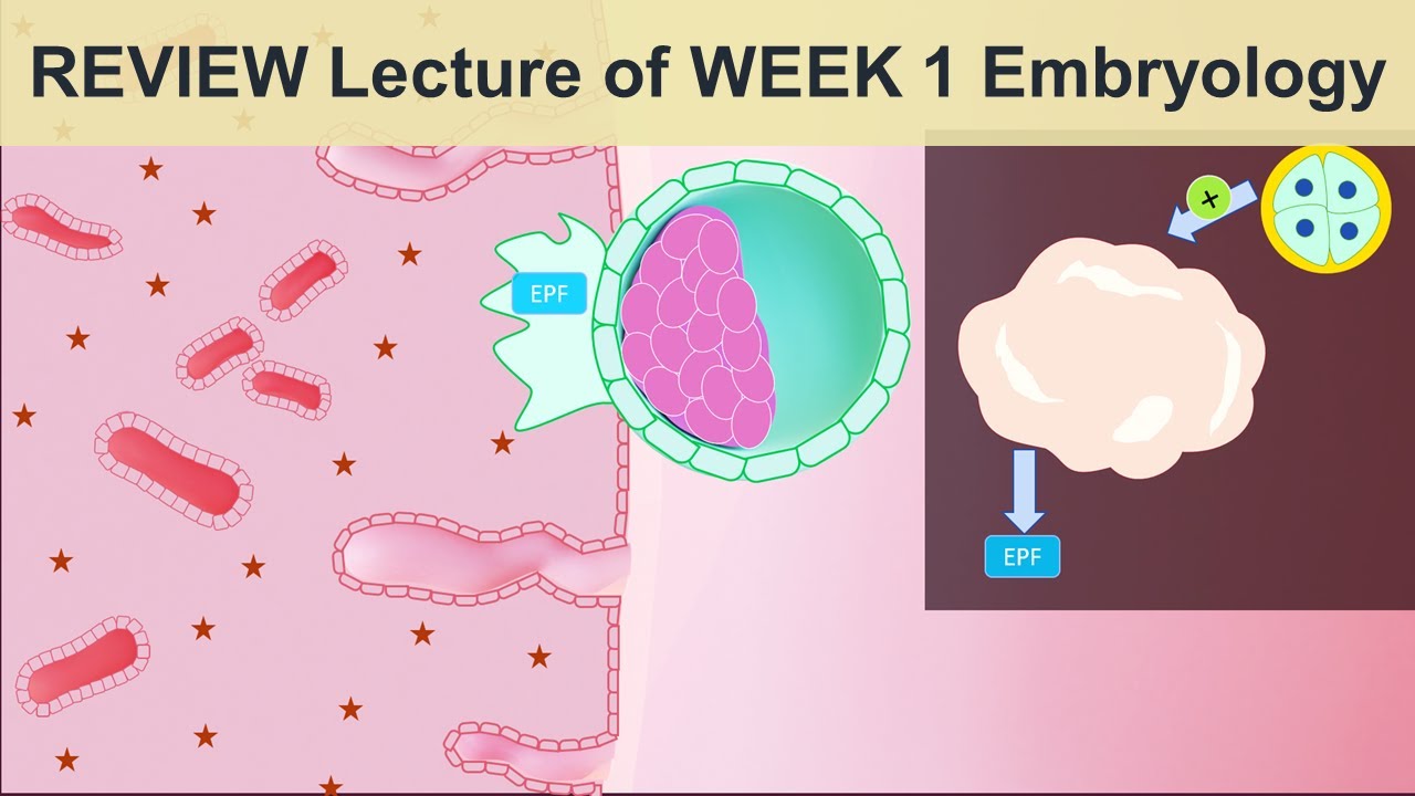 Quick Review of Embryology Week 1 Cleavage Blastulation and Implantation