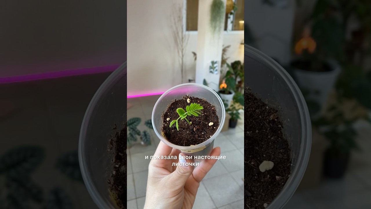 Комнатные растения из семян🌱 #комнатныерастения #растения #уходзарастениями