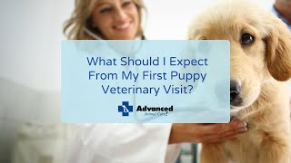 What Should I Expect From My First Puppy Veterinary Visit? by Advanced Animal Care 555 views 2 years ago 3 minutes, 42 seconds