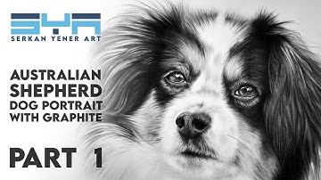 Australian Shepherd Dog Portrait with Graphite - Real Time Drawing Tutorial - Part 1