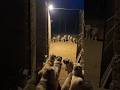 Midnight Frenzy — Gate Ambush Village Dogs vs Wolf Pack