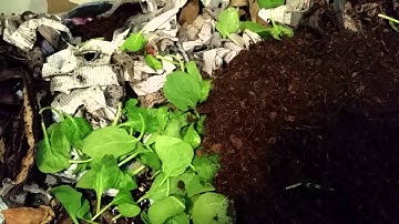 Vermicomposting: setting up your Worm Bin (Part 2)