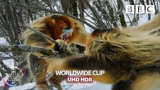 Animal fights: Snubnosed snow monkeys fight  | Seven Worlds, One Planet  BBC Earth