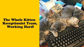 50 Cats With Jobs That Will Brighten Up Your Day  Cute cat