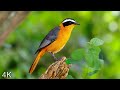 8 hours of beautiful birds no music 4k nature relaxation  washington state