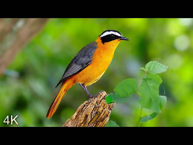 8 Hours of Beautiful Birds (No Music) 4K Nature Relaxation™ - Washington State class=