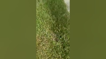 Large Florida softshell turtle making its getaway