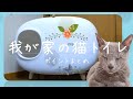 #31 通販で買った猫トイレが思いのほか良かったのでお勧めします！しかし、魅力的な「○○」付属品はベルには合わなかった！？【ロシアンブルー】