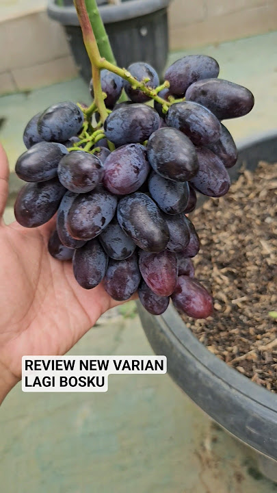 WHAT VARIANT IS MORE SIMILAR, BOSKUH #fruit grapes #potted grapes #potted grapes
