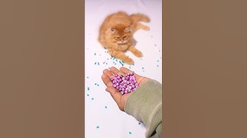 😻 Cat Beads 🌈 Reverse video ASMR #cat #reverse #asmr