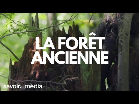 Vidéo: Que signifie forêt ancienne ?